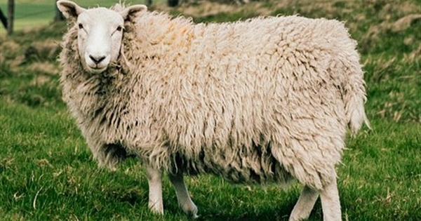 Society of Found Sheep