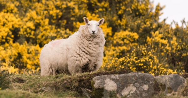 Society of Found Sheep