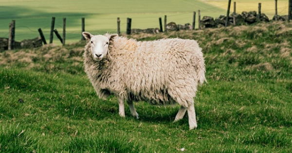 Society of the Found Sheep